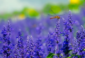 �������, ����, �����, �������, ���������, ��������