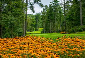 ����, �������, North Carolina, �����, �������, �������