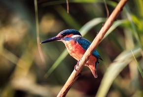 Kingfisher, small bird, , 