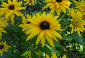 �����, flowers