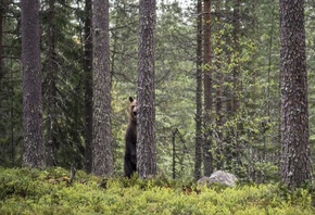 ���, ������� �� �������, �������