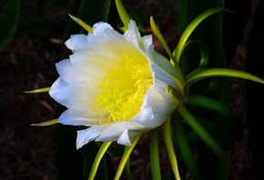 Кактус, белый цветок, желтый пестик