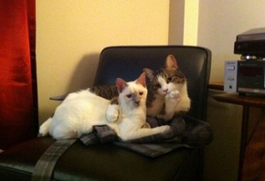 ���, �����