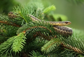 ����, ����, ������