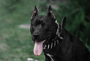 ��������������� ������, ����