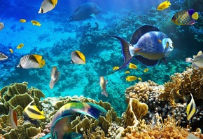 ����, ��� �����, �����