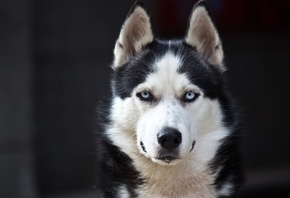 Husky, blue eyes, cute, animals, dogs