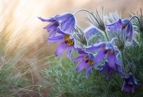 �����, �����, ���-�����, ��������, �����, �����