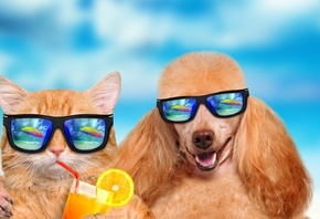 Cat, ������, ����, �������, ���