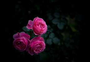 роза, бутоны, куст, сад, розовый