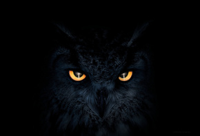 Owl, Dark