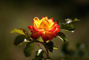 ������, ����, �����