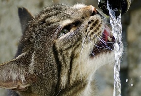 кот, пьёт, воду