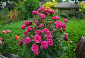 , , , Pink roses