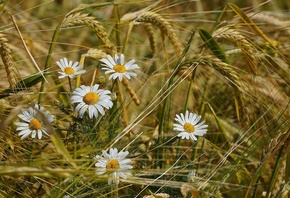 Лето, пшеница, цветы