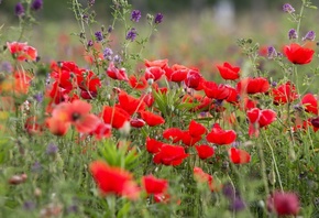 ����, �����, �������, ����