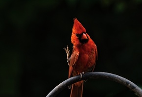 Red, Bird, �����