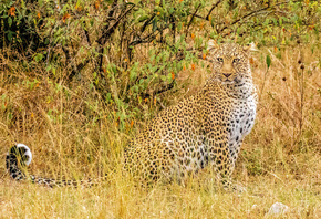 African, Leopard, �������, ����� �������