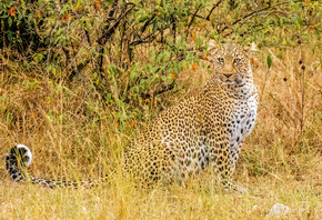 African, Leopard, ,  