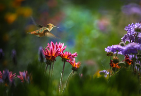 Thai Phung, �������, �����, ������, �������