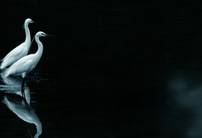 �����, ������, ���, ���������