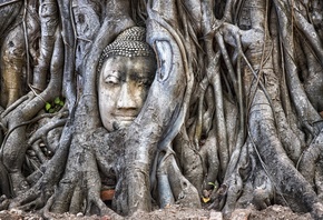 Таиланд, Аюттхая, Будда, дерево