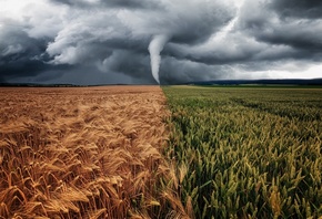 field, nature, ears, Typhoon