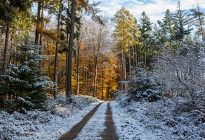 winter, frost, road, autumn, forest, the sky, snow, trees, branches, nature, Park, trunks