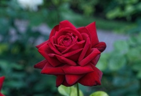 ����, �����, ��������