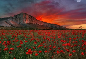 ����, ����, ����