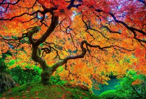 Осень, дерево, красные листья, природа