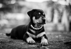 rottweiler, , , , 