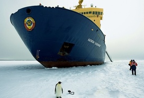 арктика, ледокол, пингвин