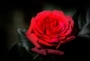 ����, �����, ��������