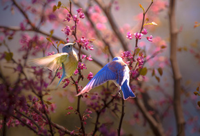 птицы мира, птицы, ветки, природа, весна, парочка, цветение, Thai Phung