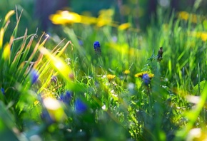 �����, ����������, �����, ����� �����, �����