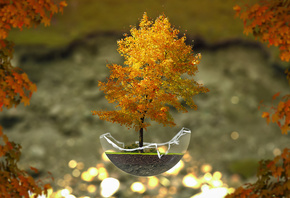 дерево, бонсай, осень