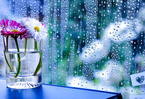 столик, стакан, цветы, маргаритки, стекло, окно, капли, дождь