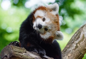 ��������, ������� �����, ����� �����, �������, ������, ����