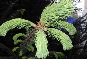 �����, �����