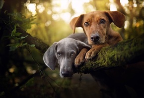 ��������, ������, ����, �����, �������, ������, �����