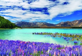  , , , New Zealand, river, mountains, flowers, clouds