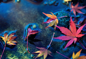 ���, ����, �����, �����