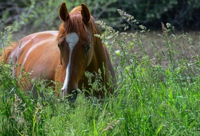 Животные, лошадь, природа, трава