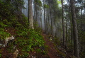 Slava Lucky, природа, лес, деревья, ели, склон, камни, туман, тропа