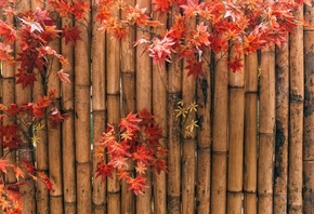 забор, листья, осень