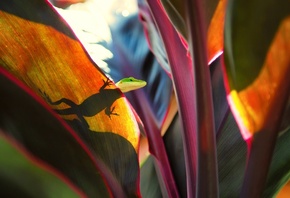 �������, ������, ��������