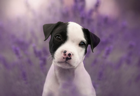 Staffordshire Terrier, white puppy, small dog, pets, dogs