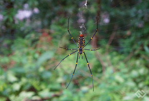 Таиланд, Vito von Gert, паук, spider, джунгли