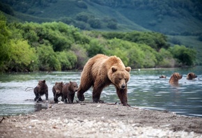 животные, хищники, медведи, медведица, медвежата, детёныши, природа, река, зелень